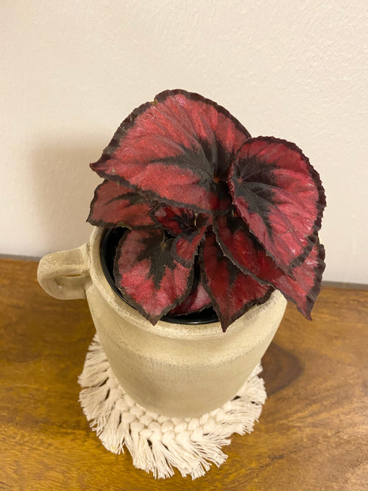 Rex Begonia "Red Kiss"