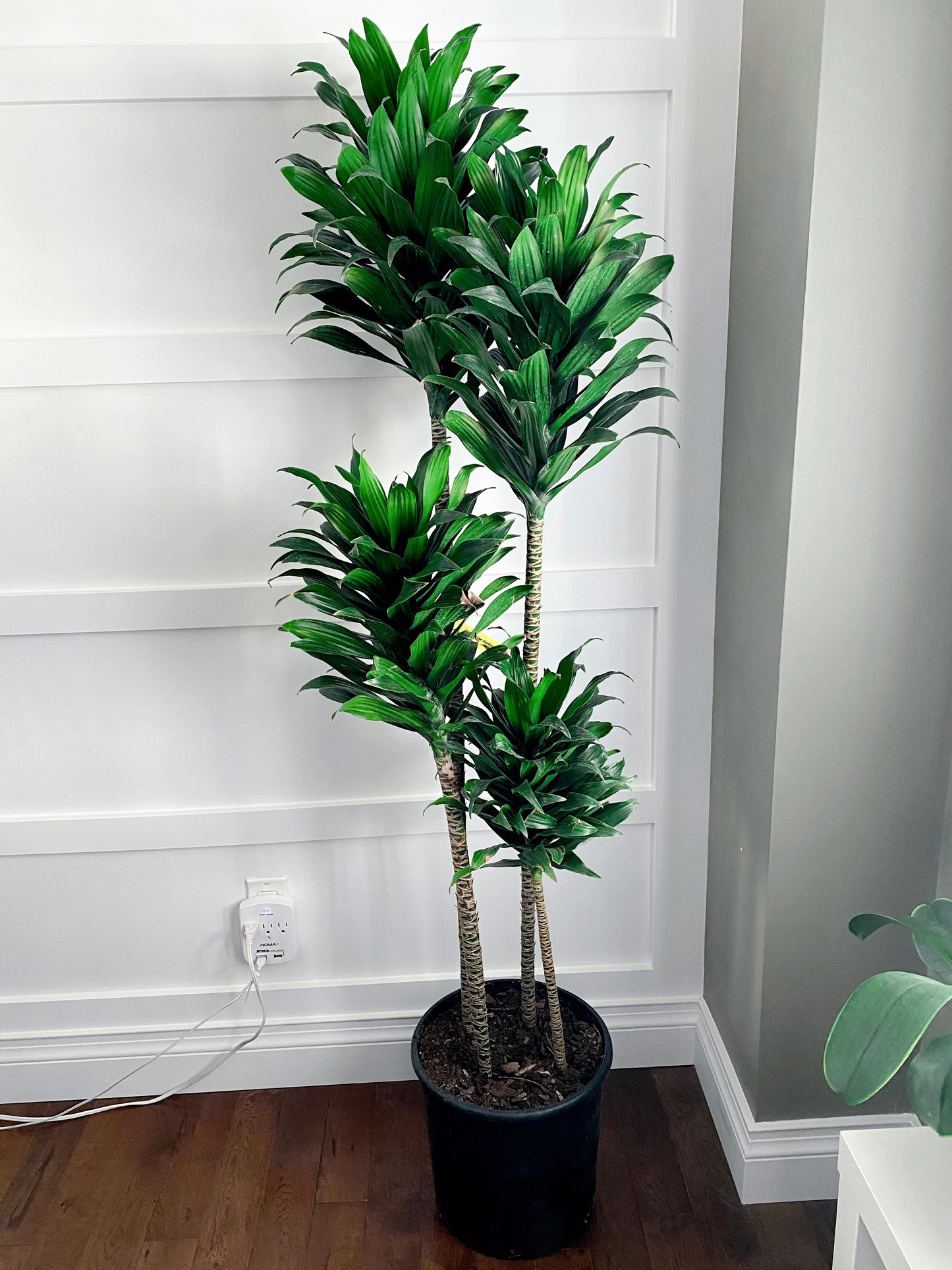 Dracaena JC Compacta Cane