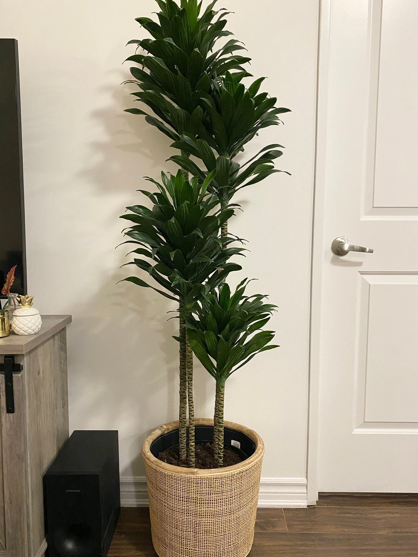 Dracaena JC Compacta Cane