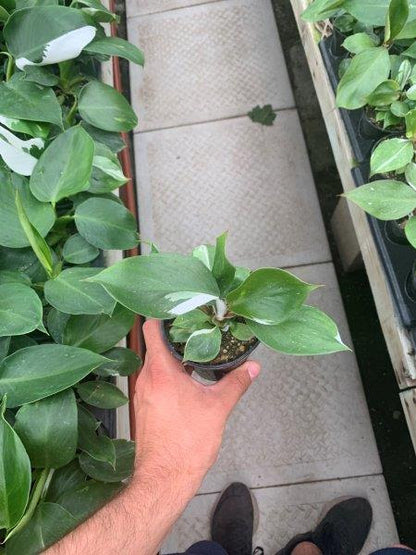 Philodendron White Wizard